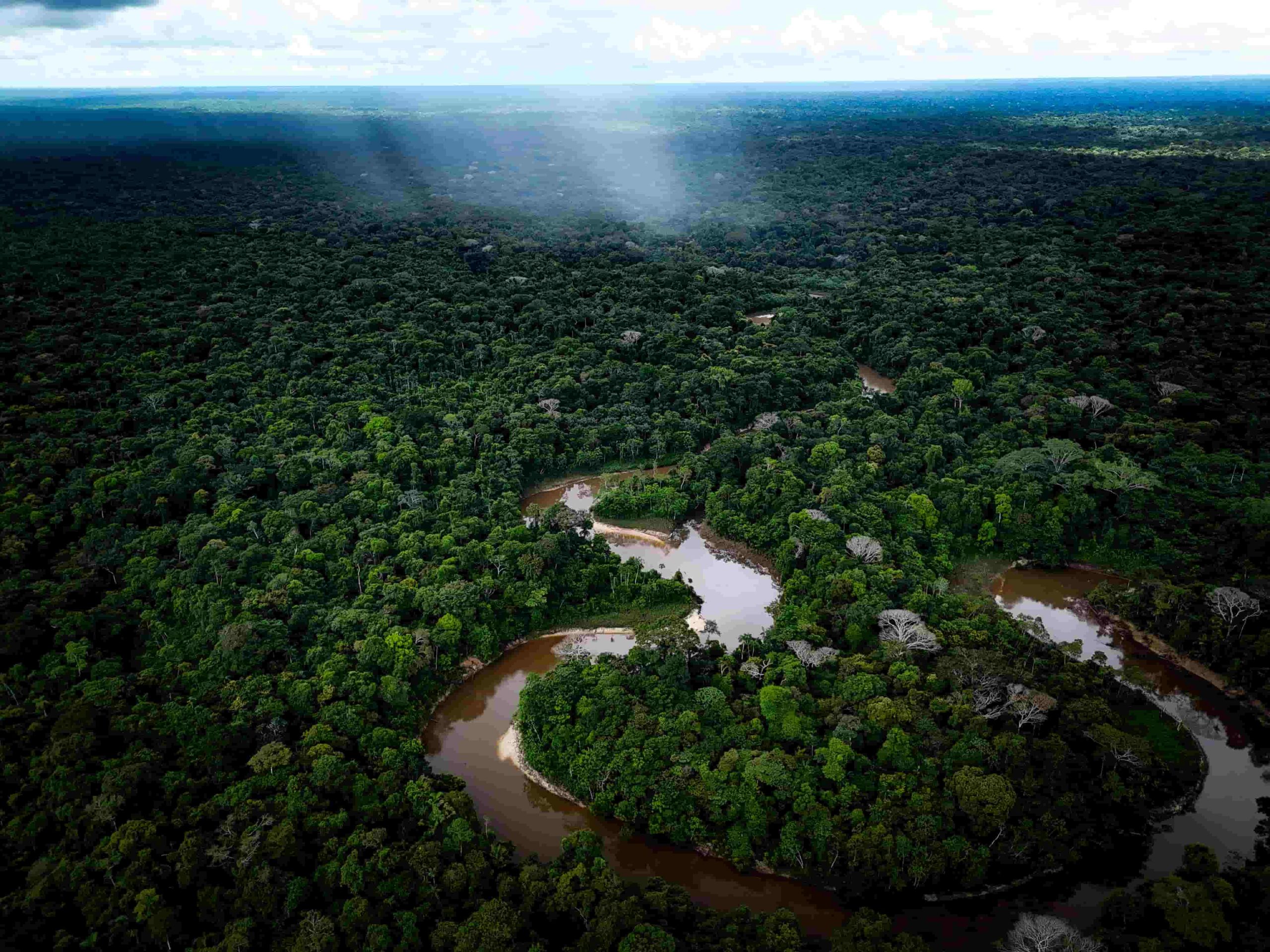 Image of a tropical rainforest